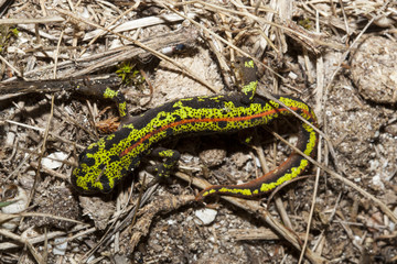 triton pygmé triturus pygmaeus