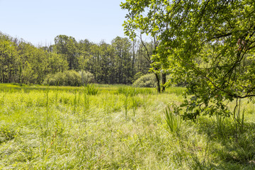 Obraz premium sunny wetland scenery