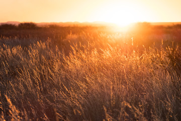 Close up image of a field during sunset in the karoo in South Africa 