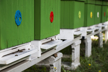 Close up of green wooden apiary with bees - photo with selective focus