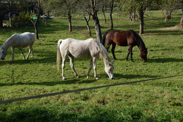 Naklejka na ściany i meble Pferde im Garten