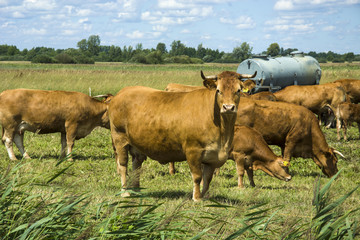 Brown cow on a meadow