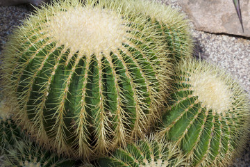 Kaktus, Schwiegermutterstuhl, Echinocactus grusonii