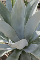 Agave, agave franzosinii