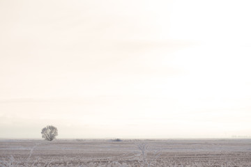 Minimalistic landscape with a tree in the field. Winter