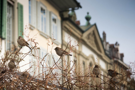 A group of sparrows on a leafless bush with Bern typical houses in the background.