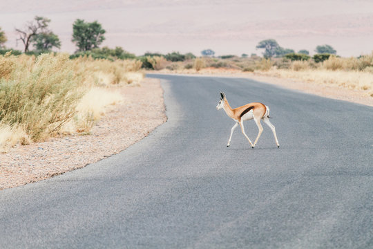 Springbok crossing the road in Africa