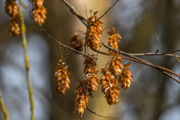 Hopfenblueten im Herbst