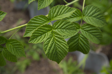 Raspberry leaves closeup. Selective focus.