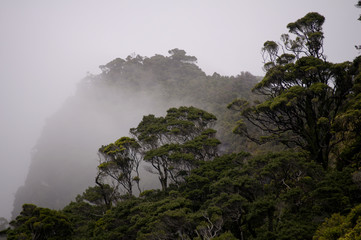 Misty Rainforest
