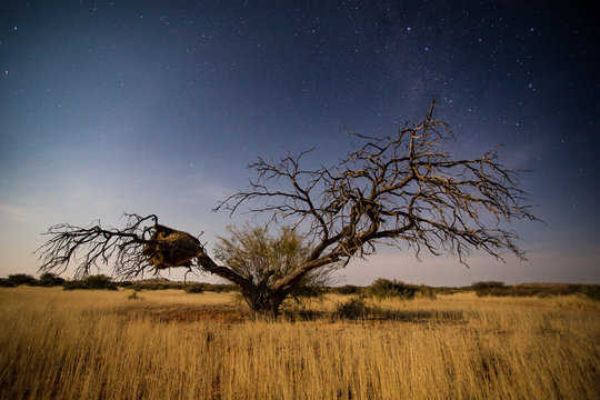 Image of a tree in sunset in the Karoo in South Africa 