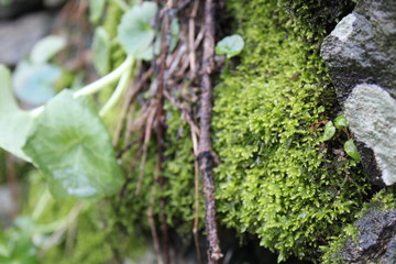 Leaves, twigs and moss, macro.