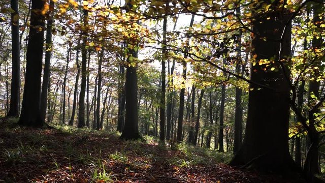 Wald mit Buchen im Herbst