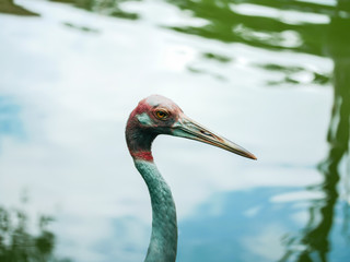 saruscrane