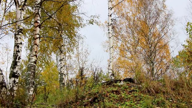 yellow and green grass with backgroung autumn branches of brich