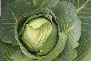 Fototapeta premium Cabbage growing in the garden at my farm.