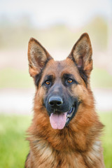 German Shepherd Dog