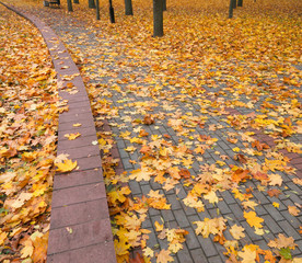 beautiful golden autumn in the city park