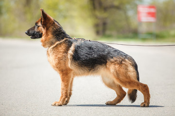 German Shepherd Dog