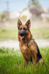German Shepherd Dog