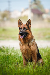 German Shepherd Dog