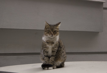 what do you looking at me ?