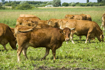 Large brown cow on a pasture