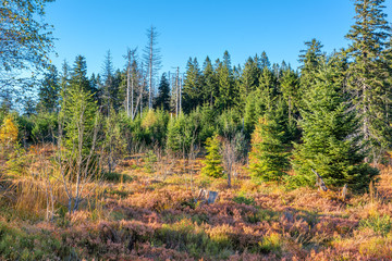 Autumn landscape - Black Forest. View over the autumnal Black Forest late afternoon.