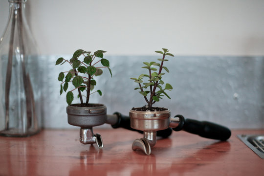 Plants Growing out of Espresso Portafilters
