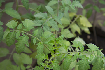 Green tomatoes hanging on a branch in Teplice.