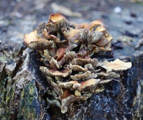 Fungi aging