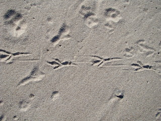 Fototapeta na wymiar Birds tracks on the sand. Seagull footprints. Summer sea background