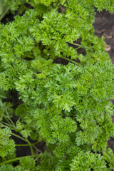 Parsley grows in the garden at my farm.