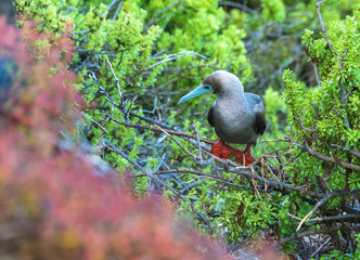 Red footed booby, endemic to the Galapagos. They are rather scarcer than their blue-footed relatives