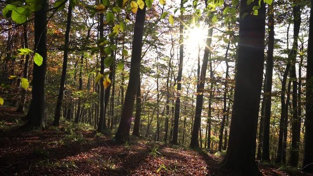 Die Sonne leuchtet durch die Bl&auml;tter