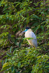  Tambopata, Peru: Capped heron,  waiting at the river bank to catch its prey, Tambopata, Peru