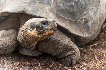 Giant Tortoise, (Geochelone nigra), the largest living species of tortoise, native to The Galapagos.These are at the Charles Darwin Foundation, San Cristobal Island.  They can grow to over 400 kilo.