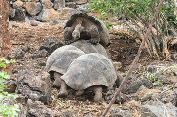 A giant male Tortoise, (Geochelone nigra), attempting to mate with another male .These are at the Charles Darwin Foundation, San Cristobal Island, Galapagos.  They can grow to over 400 kilo.