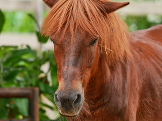 Fototapeta premium horse