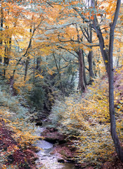 Naklejki  jesienny las w pięknych sezonowych kolorach ze skalistym strumieniem biegnącym przez leśne zbocze