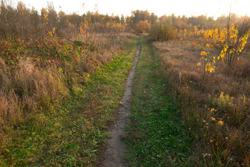 Naklejka premium lonely path in a field in the autumn evening.