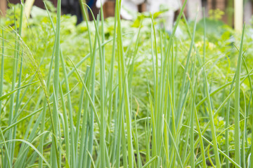Green onions, tasty and healthy seasoning.