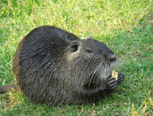 Coypu