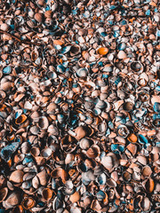 Blanket of shells
