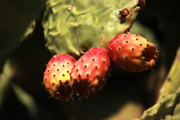  A Prickly Pear.Cactus.