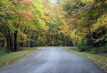 Obraz premium Country Road With Autumn Leaves