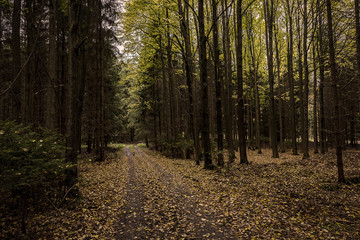 deciduous forest with fallen yellow leaves in autumn