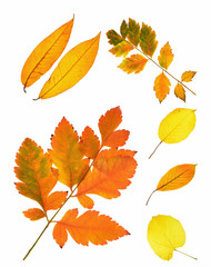 Beautiful  Autumn yellow and red leaves on isolated white background