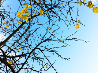 Branch of autumn tree with a few yellow leaves on blue sky background
