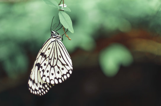 White butterfly hanging